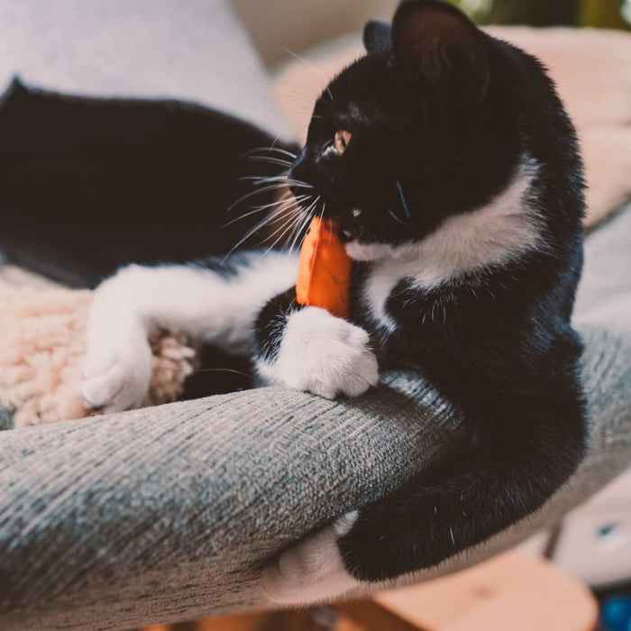 Pez de peluche para gatos relleno con catnip | Beco