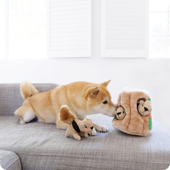 Perro mediano jugando con Hide a squirrel talls M 