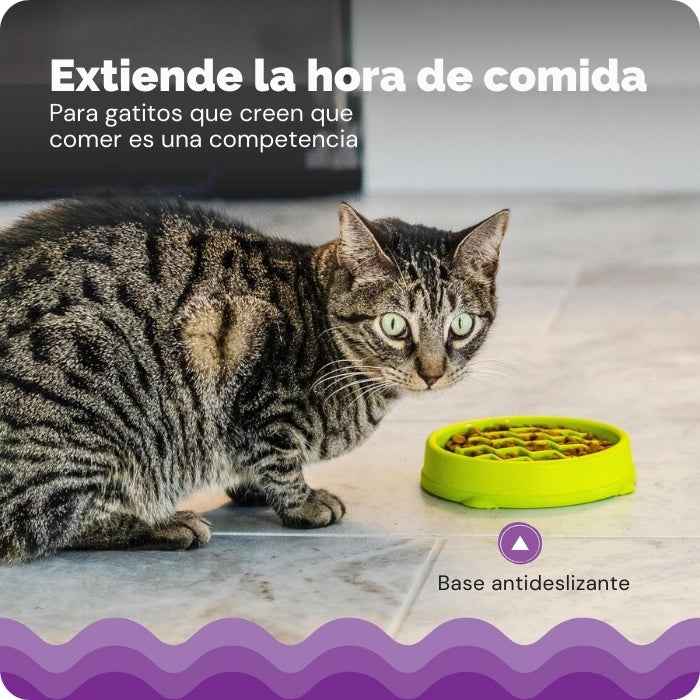 Comedero lento para Gatos | Outward Hound