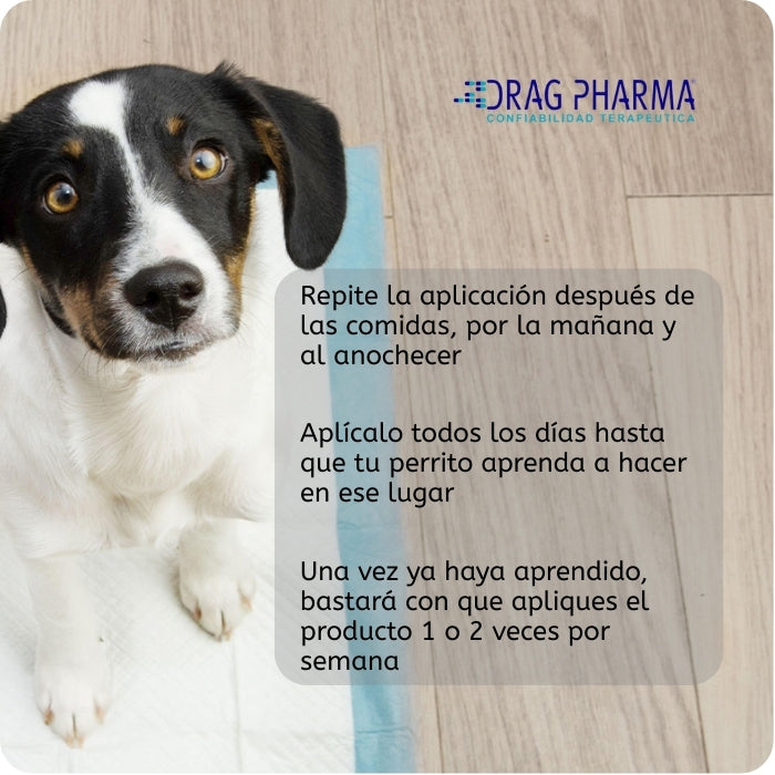Modo de uso de Pichichi (2): Repetir la aplicación después de cada comida, por la mañana y en la noche. Aplicar todos los días hasta que aprenda.