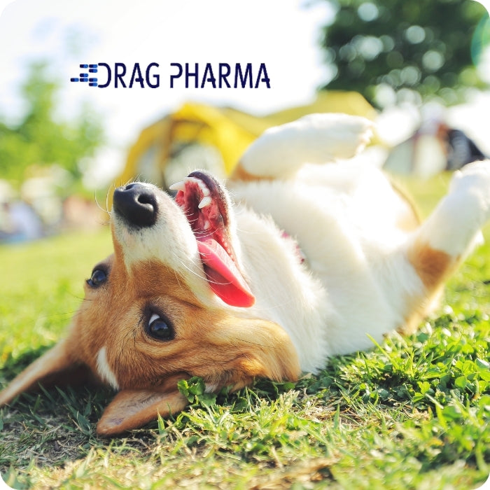 Paz Pet le da seguridad y tranquilidad a tu familia