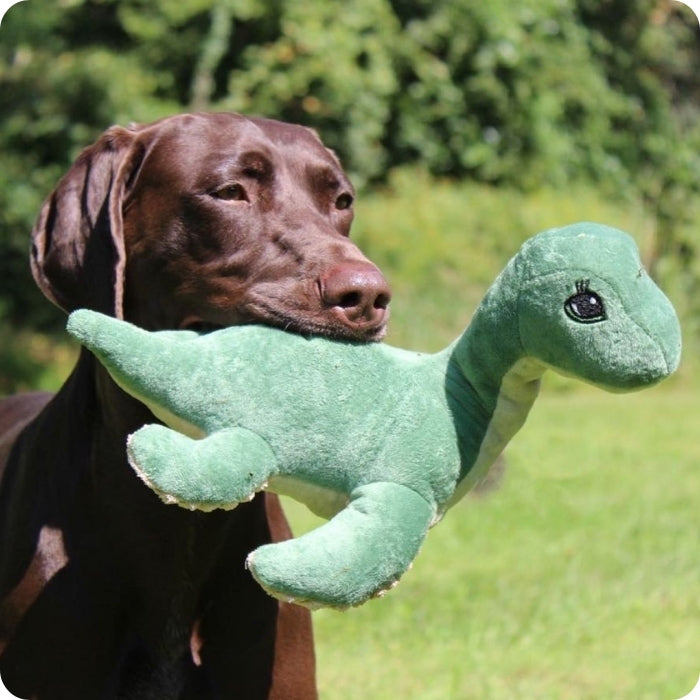 Perro talla mediana jugando con peluche sensorial tall tails con cuerda interior modelo Nessie