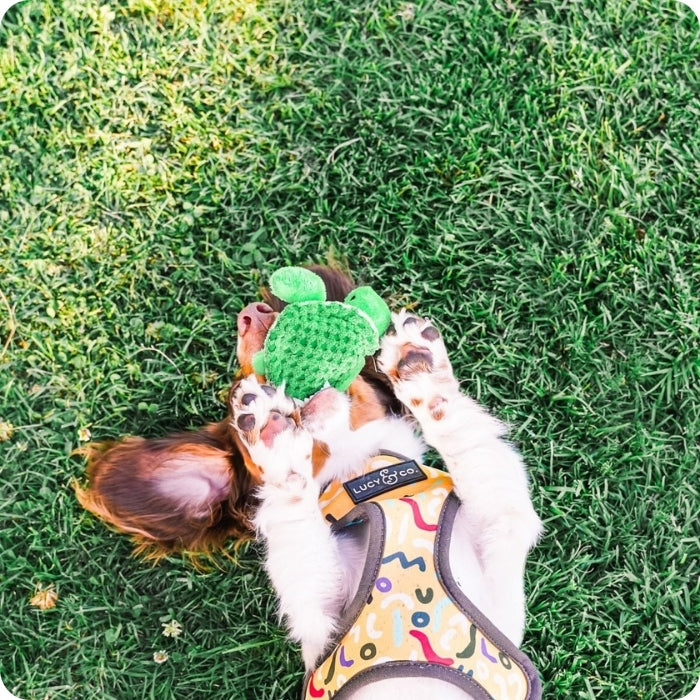 Perrito jugando con peluche sensorial para perros Tortuga de 10cms Tall Tails