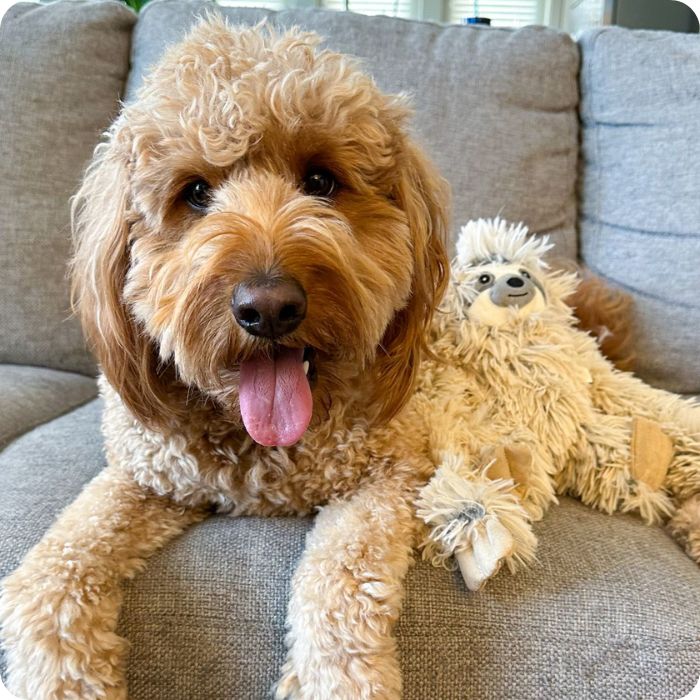 Perro talla mediana posando con peluche sensorial para perros Tall Tails Perezoso