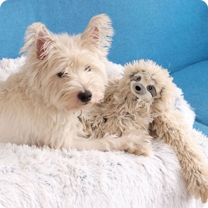 Perro talla pequeña jugando con peluche sensorial Tall Tails Perezoso