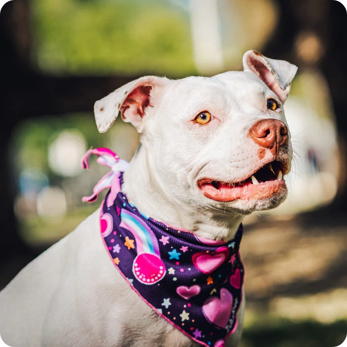 Perrita con Bandana refrescante ZullyPet FPS 50