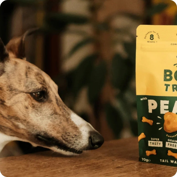 Perrito mirando con ansias galletas naturales libres de granos Beco Treats Peanut