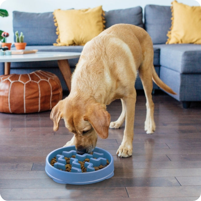Perrito comiendo en Comedero lento para perros Slo Bowl de Outward Hound