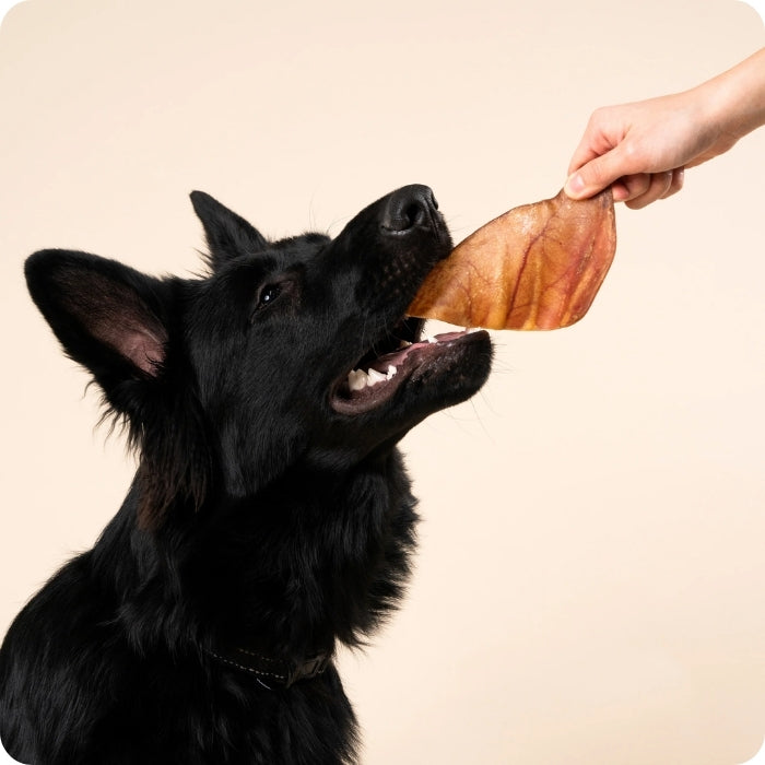 Perrito comiendo mordedor natural oreja de cerdo Barker
