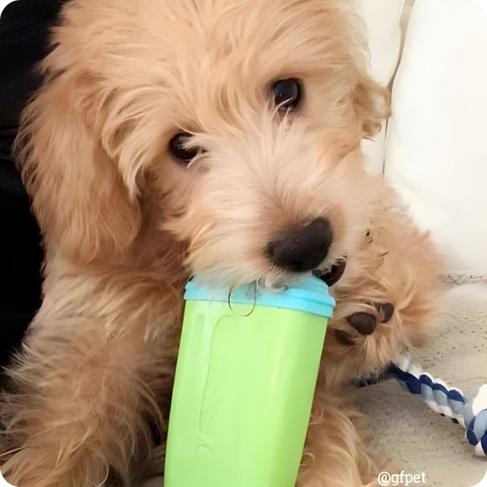 Perrito jugando con Ice Pop verde limón