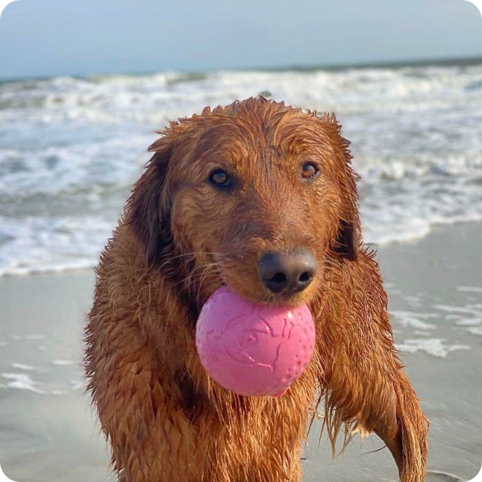 Perro jugando en la playa con pelota deportiva GOAT talla L