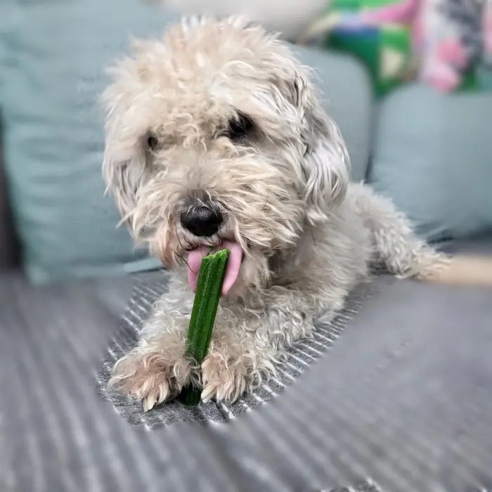 Snacks Dentales con Menta para Perros Indomitable Patagonia Dental Plus Sticks