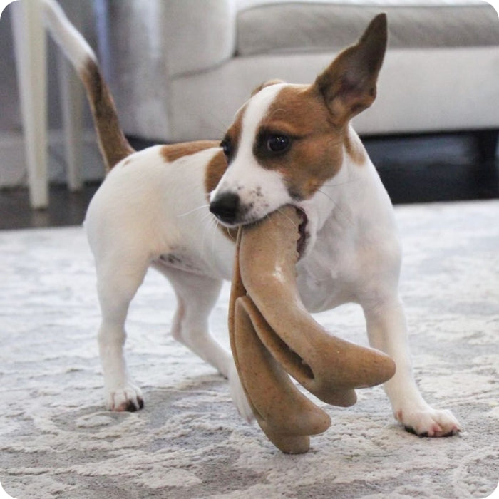Perrito usando long lasting antler chew talla L marca Tall Tails