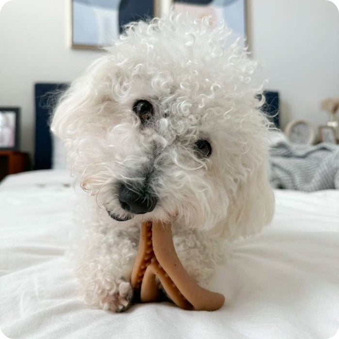 Perrito usando long lasting antler chew talla S marca Tall Tails