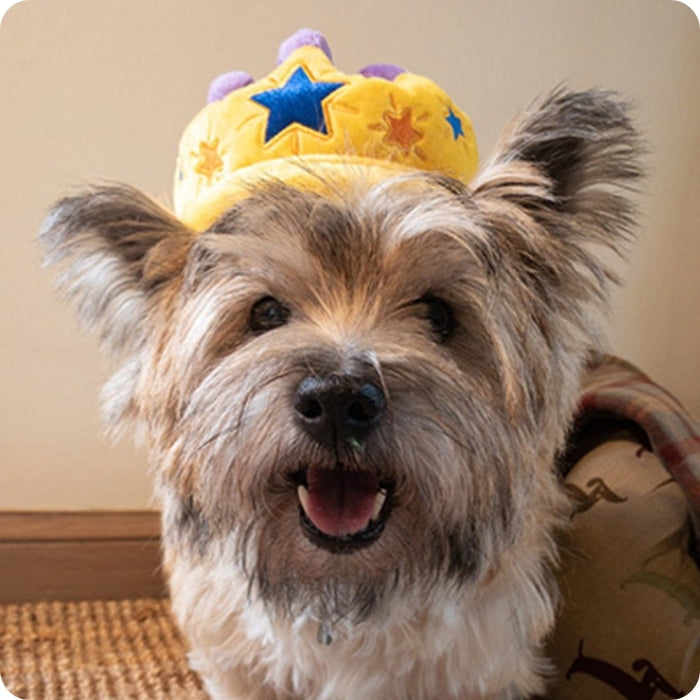 Los perros pueden usarla como corona si son los reyes de la casa. Canine Crown de P.L.A.Y