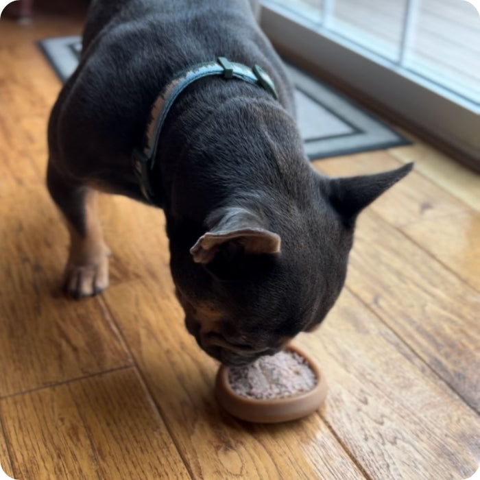 Perro usando mordedor recreacional long lasting wiggle waffle chew de tall tails relleno