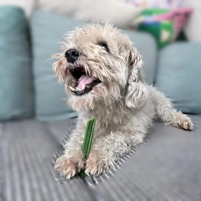Snacks Dentales con Menta para Perros Indomitable Patagonia Dental Plus Sticks
