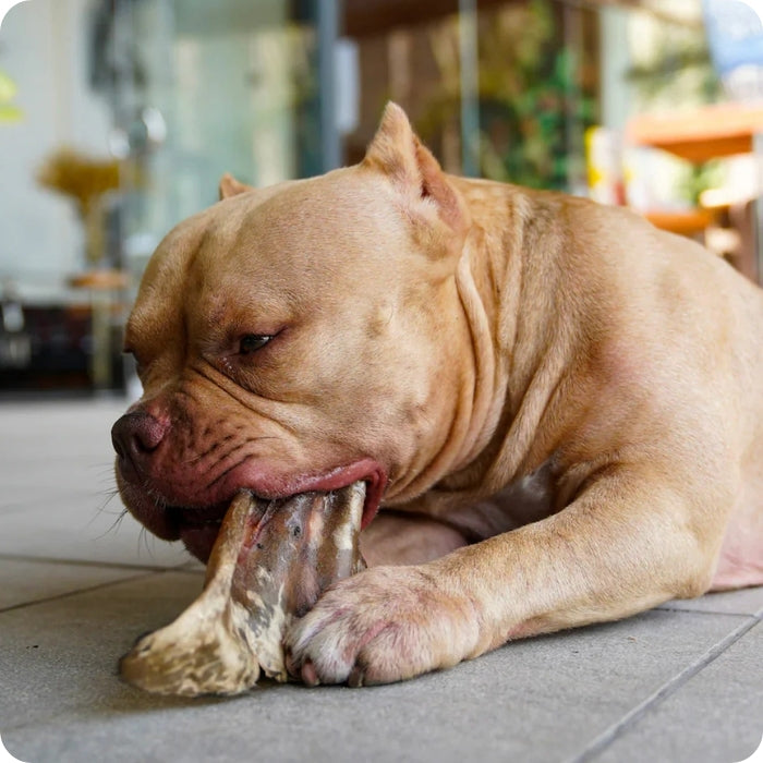 Perrito comiendo mordedor natural Oreja de Res Barker