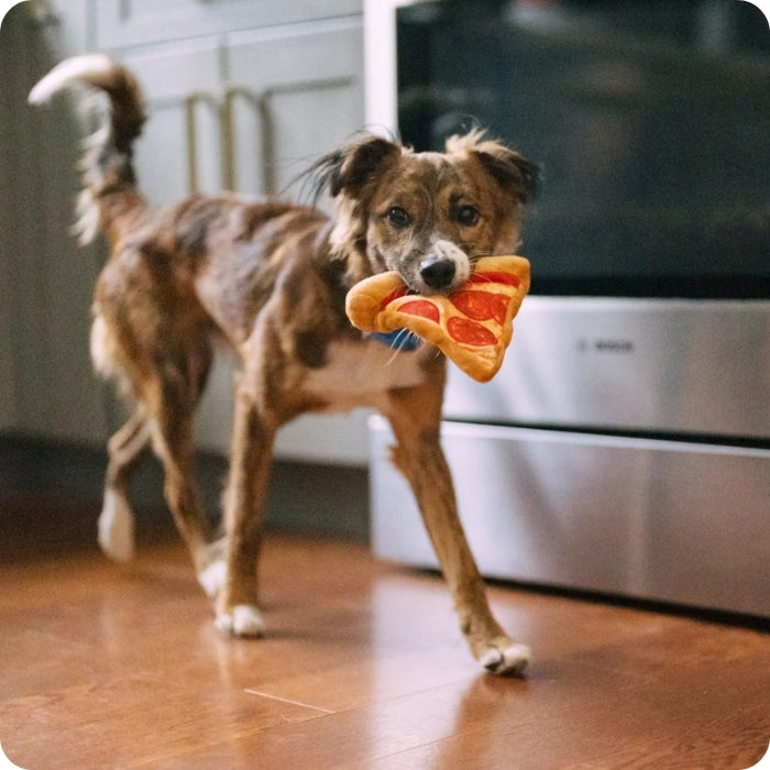 Perro talla mediana jugando con peluche sensorial Puppy roni Pizza de P.L.A.Y