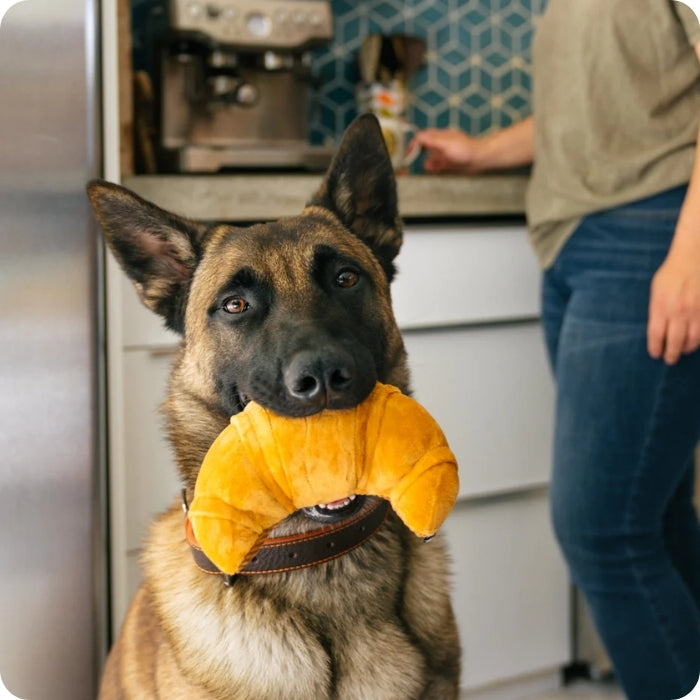 Perro talla grande mordiendo juguete sensorial para perros con texturas y sonidos diferentes Pups pastry de P.L.A.Y