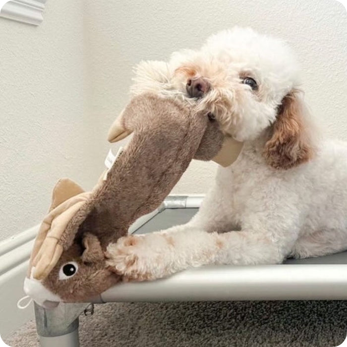 Perro pequeño jugando con peluche sin relleno Tall Tails Ardilla