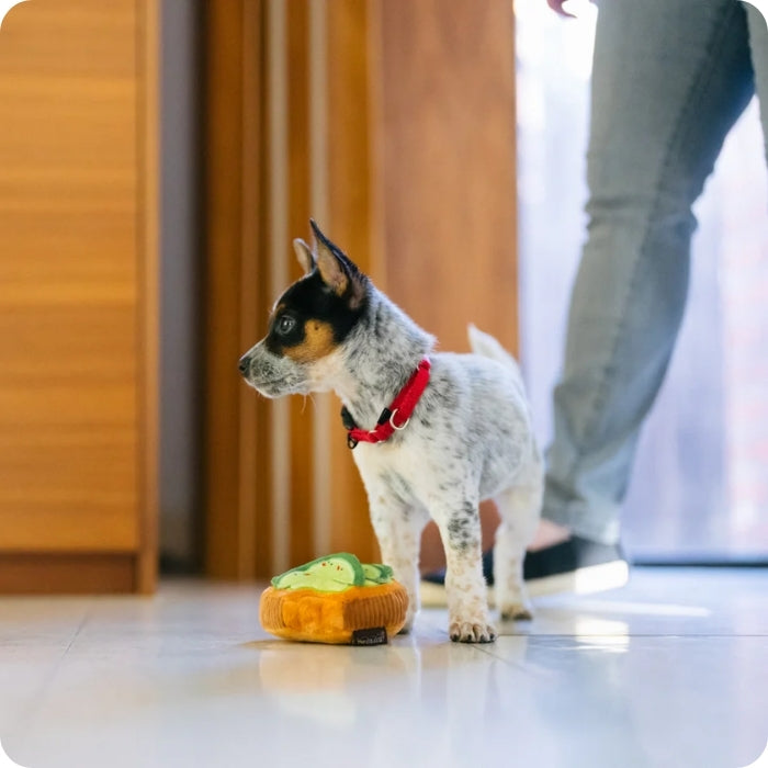 Cachorro posando con juguete sensorial para perros Avo Doggo Toast de P.L.A.Y