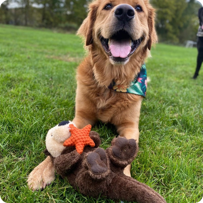 Perro Golden Retriever posando con peluche sensorial para perros Nutria de Tall Tails en el parque