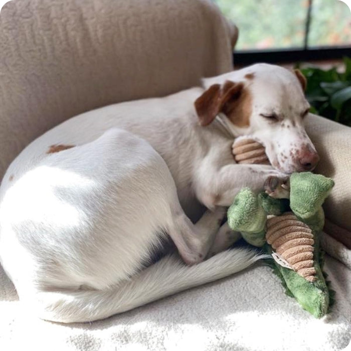 Perro talla mediana acurrucado con peluche sensorial para perros Tall Tails Cocodrilo con botella