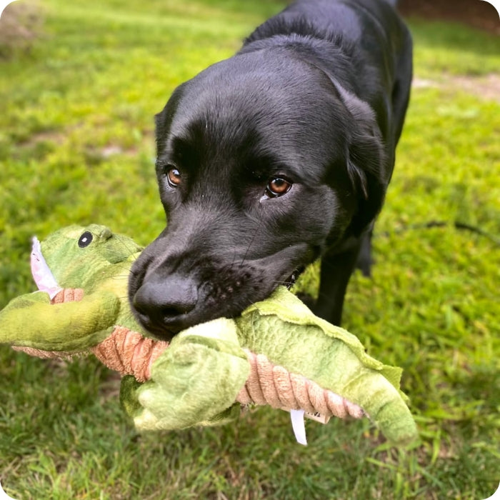 Perro talla mediana jugando con peluche sensorial Tall Tails Cocodrilo con botella