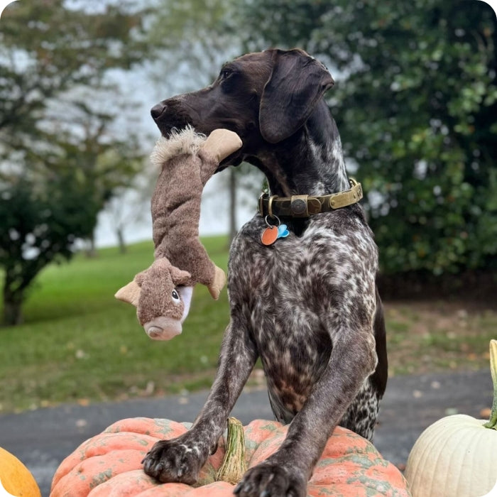 Perro talla mediana jugando con peluche sensorial sin relleno Tall Tails Ardilla