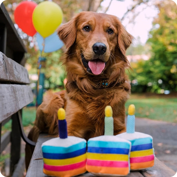 Perrito celebrando junto a Bone-appetite Peluche Sensorial para perros de P.L.A.Y