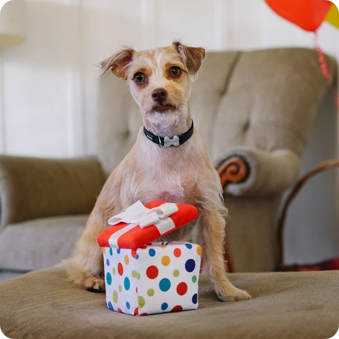 Perrito celebrando con Pawfect present peluche sensorial para perros P.L.A.Y de 11 cm aprox
