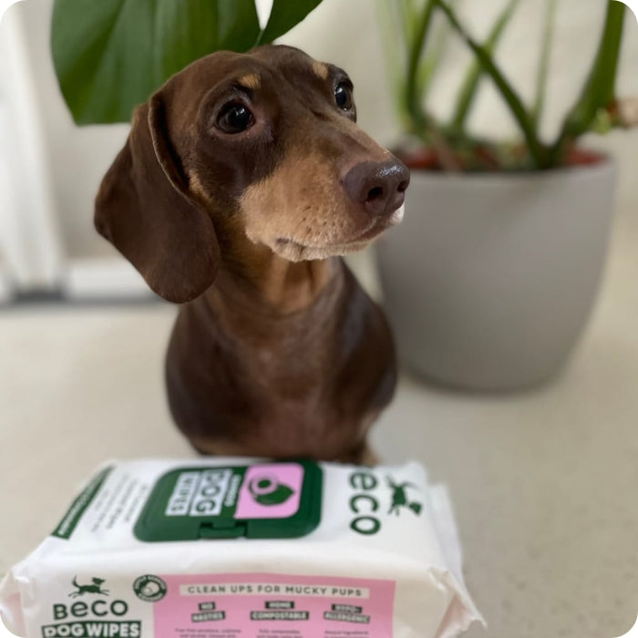 Perrito posando junto a toallas húmedas Beco