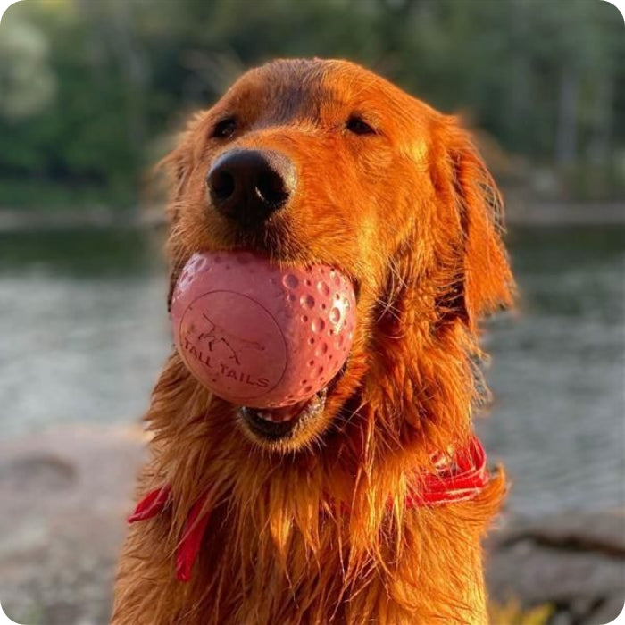 Perro jugando en el río con Pelota GOAT talla L