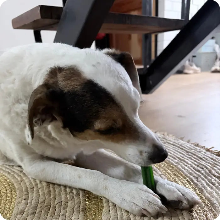 Snacks Dentales con Menta para Perros Indomitable Patagonia Dental Plus Sticks
