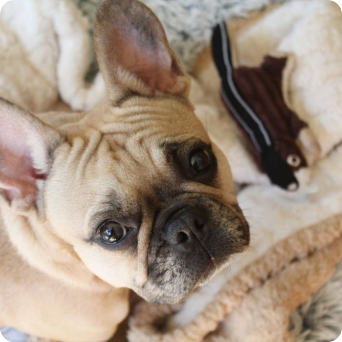 Perro pequeño posando junto a peluche sensorial para perros Ardilla Tall Tails