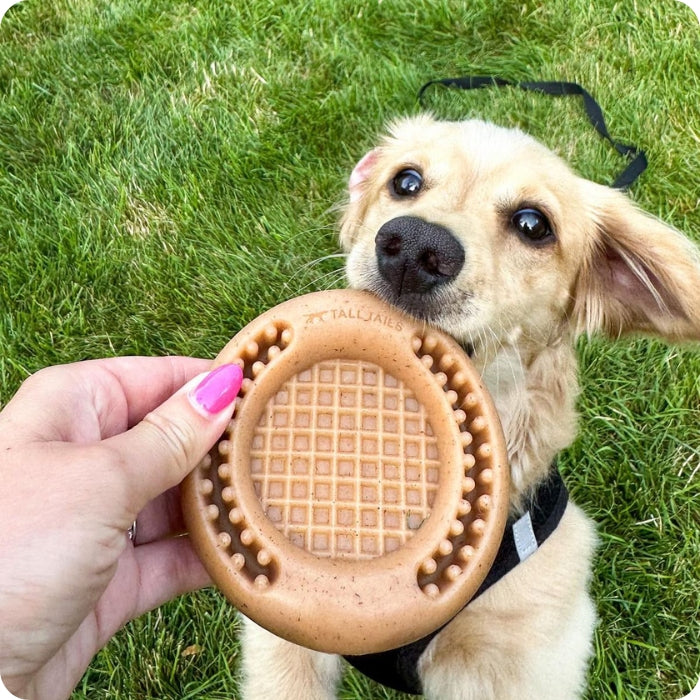 Perro talla pequeña jugando con mordedor recreacional long lasting wiggle waffle chew de tall tails