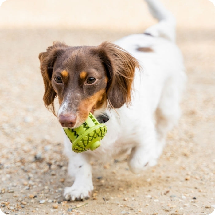 Perro chico llevando juguete de goma natural Tall Tails Bellota