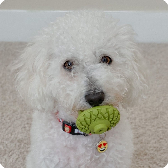 Perrito poodle mordiendo juguete de goma natural modelo Bellota de Tall Tails