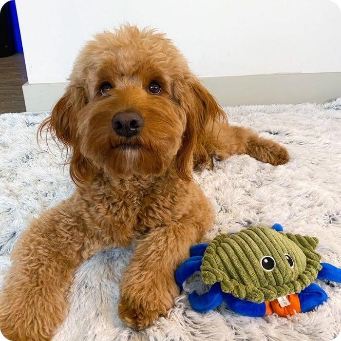 Perro posando junto a peluche sensorial animado para perros de tall tails: Cangrejo 