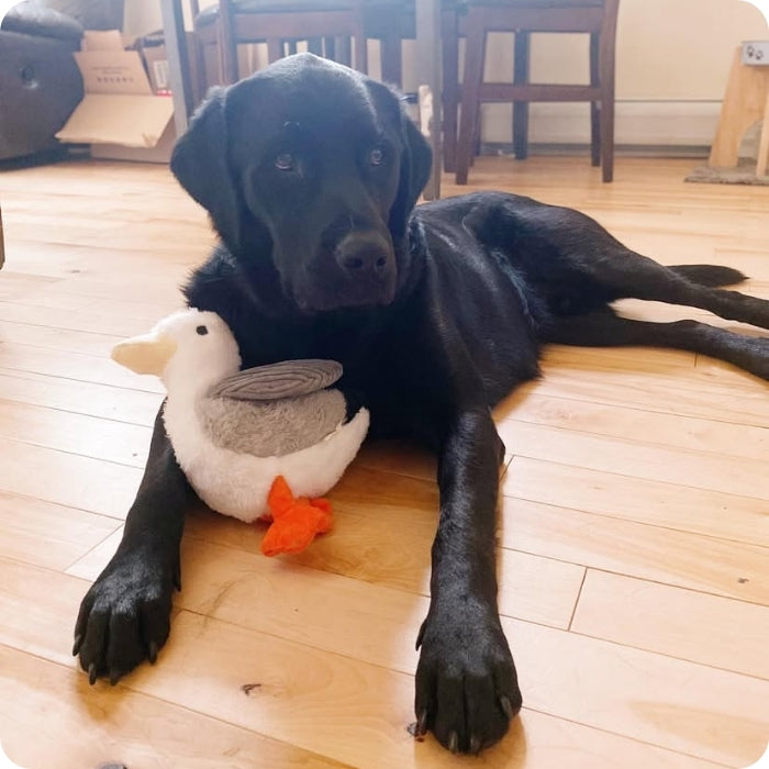 Perro de tamaño grande posando junto a peluche sensorial para perros Gaviota Tall Tails