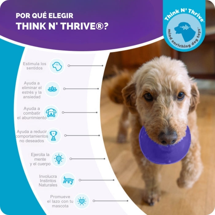 Por qué legir juguetes como Lil Snoop. Al menos 7 Beneficios