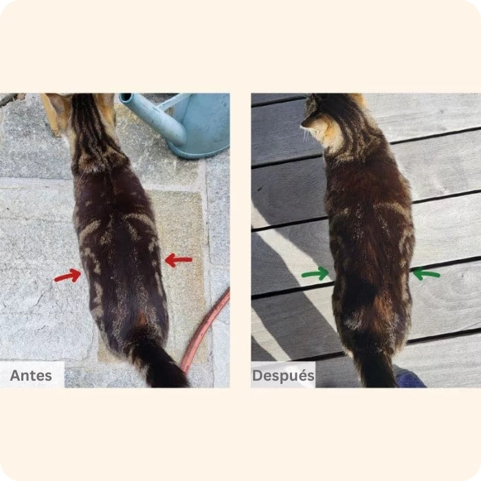 Pro Nutrition Protect Obesite para gatos con sobrepeso. Antes y Después