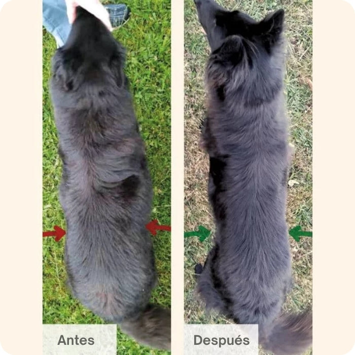 Protect Obesity 2kg para perros