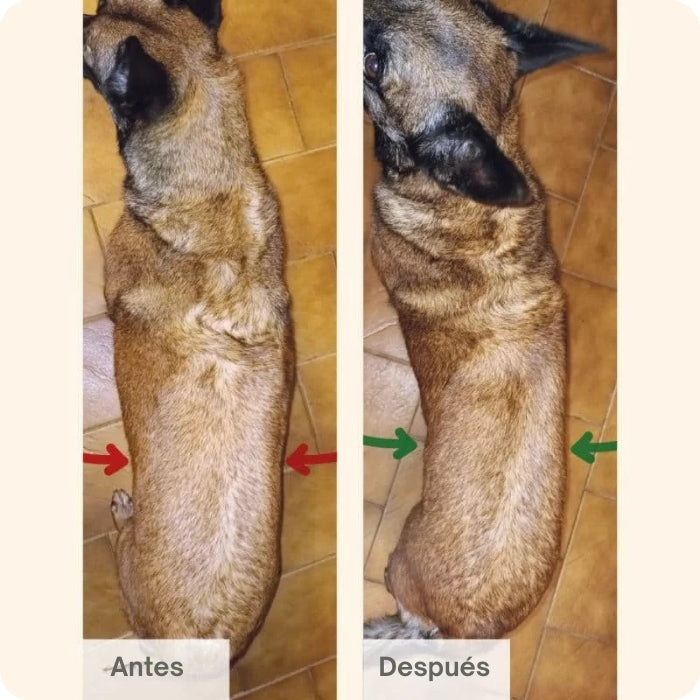 Protect Obesity 2kg para perros