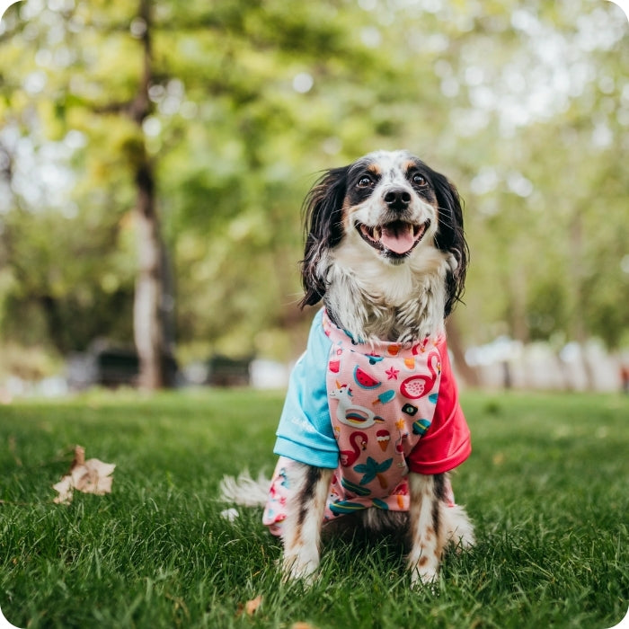 Perrita posando con polera Summer Delicious factor solar 50