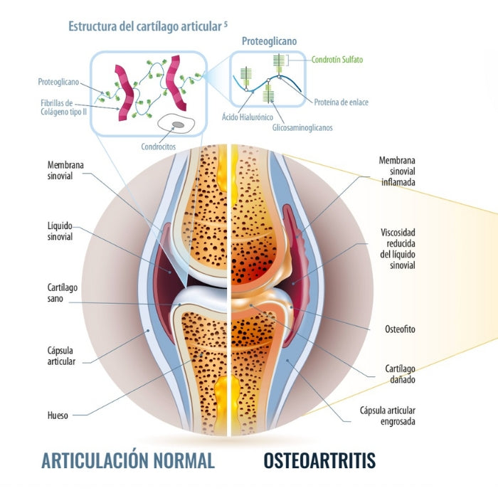 Osteoartritis en perros 1