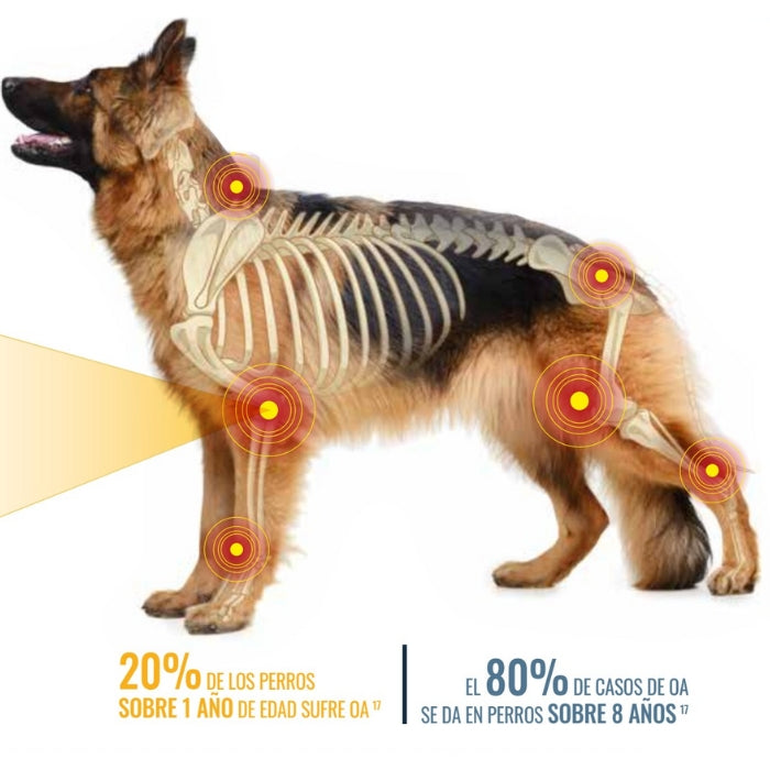 Osteoartritis en perros 2