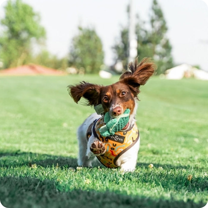 Tortuga bebé con sonido - 10cms Tall Tails
