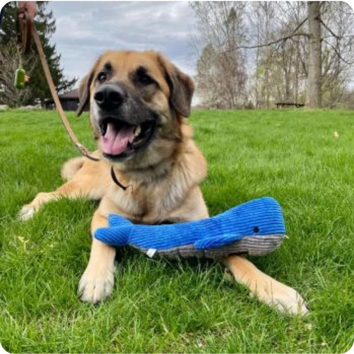 Perro con Peluche sensorial ballena con sonido de 35 cms Tall Tails en el parque